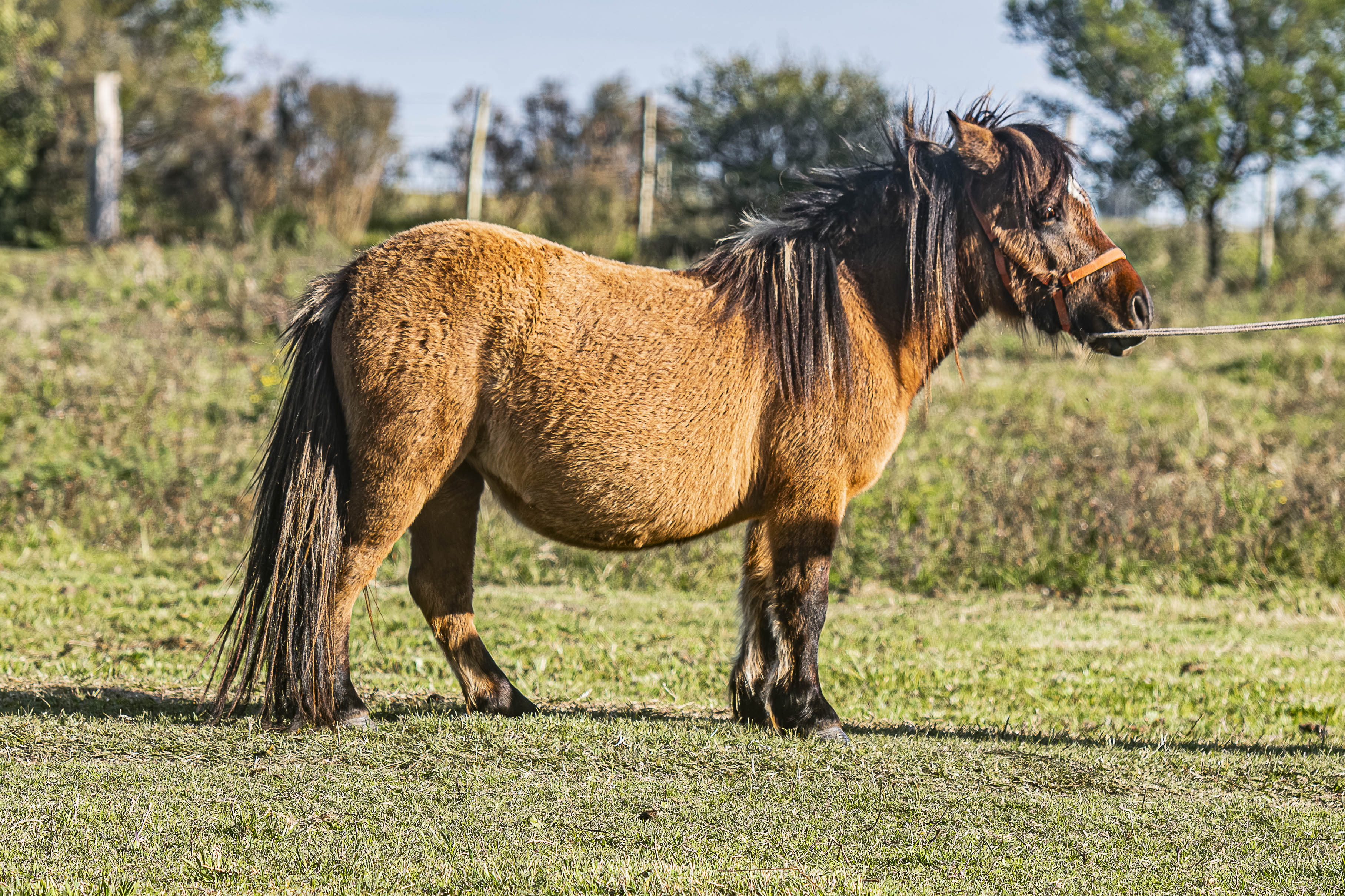 Potrillo Gen 2023 SHR Barbie - Cabaña SHR Poni Shetland Uruguay